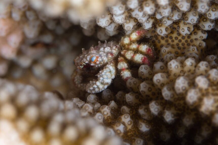 Tiny coral crab tucked between the polyps of a hard coral colony