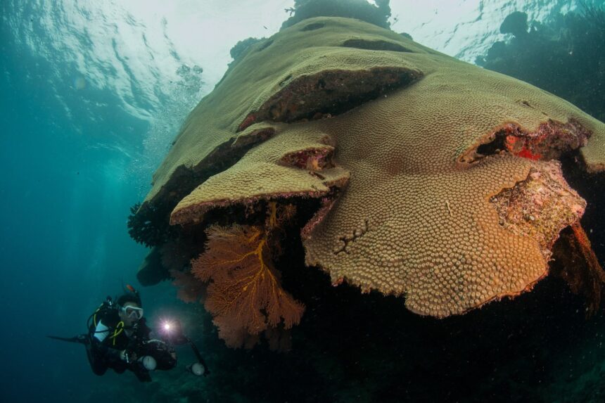 Scuba diver with a torch lighting a huge table coral overhang and orange sea fan
