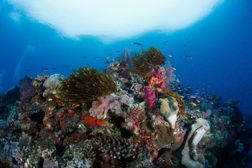 diving in Fiji