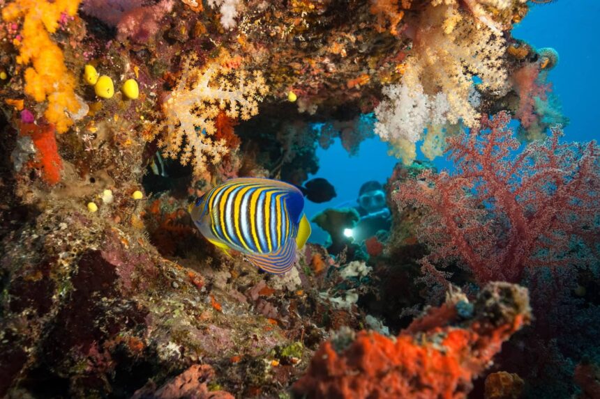 diving in Fiji