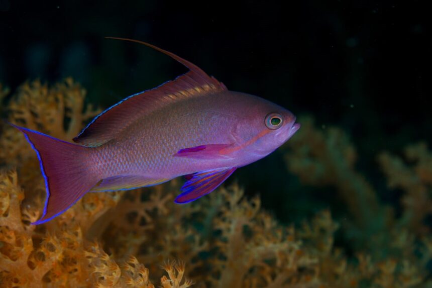 diving in Fiji