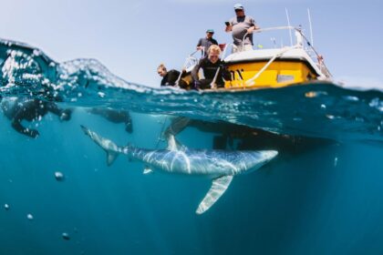Snorkelers watching a blue shark glide beneath the boat off Cornwall, England
