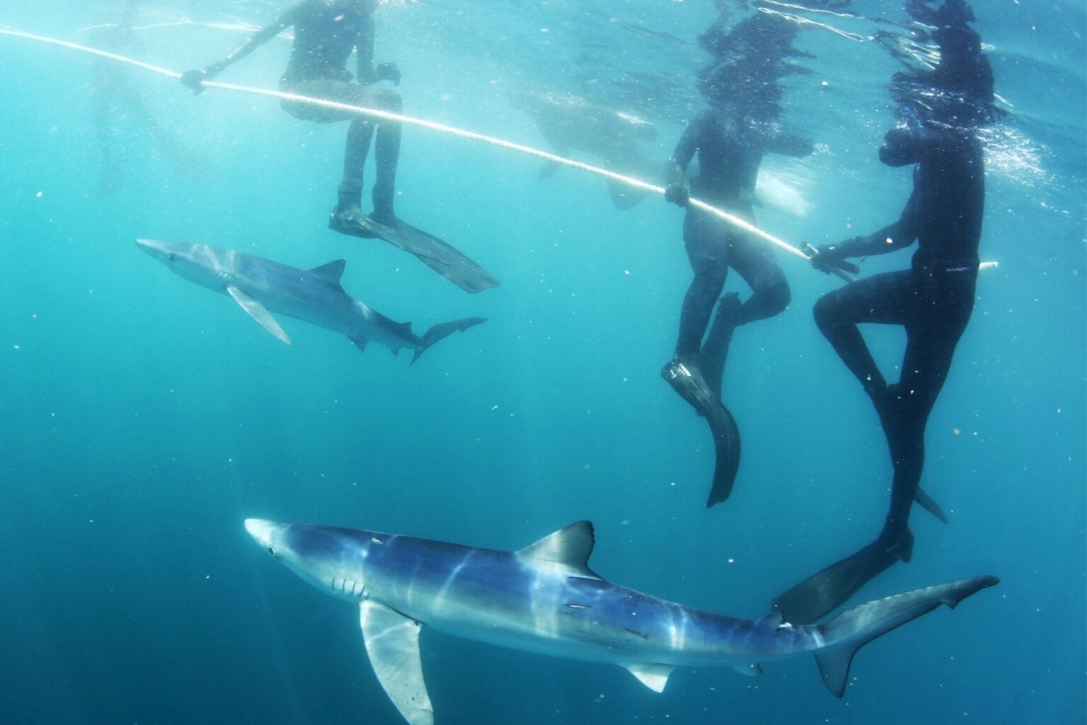 Snorkelers holding a line as a blue shark passes beneath them