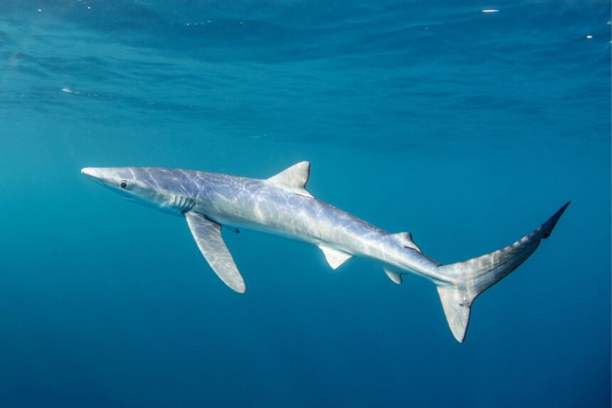 Blue Shark Swimming Blue shark swimming through open water