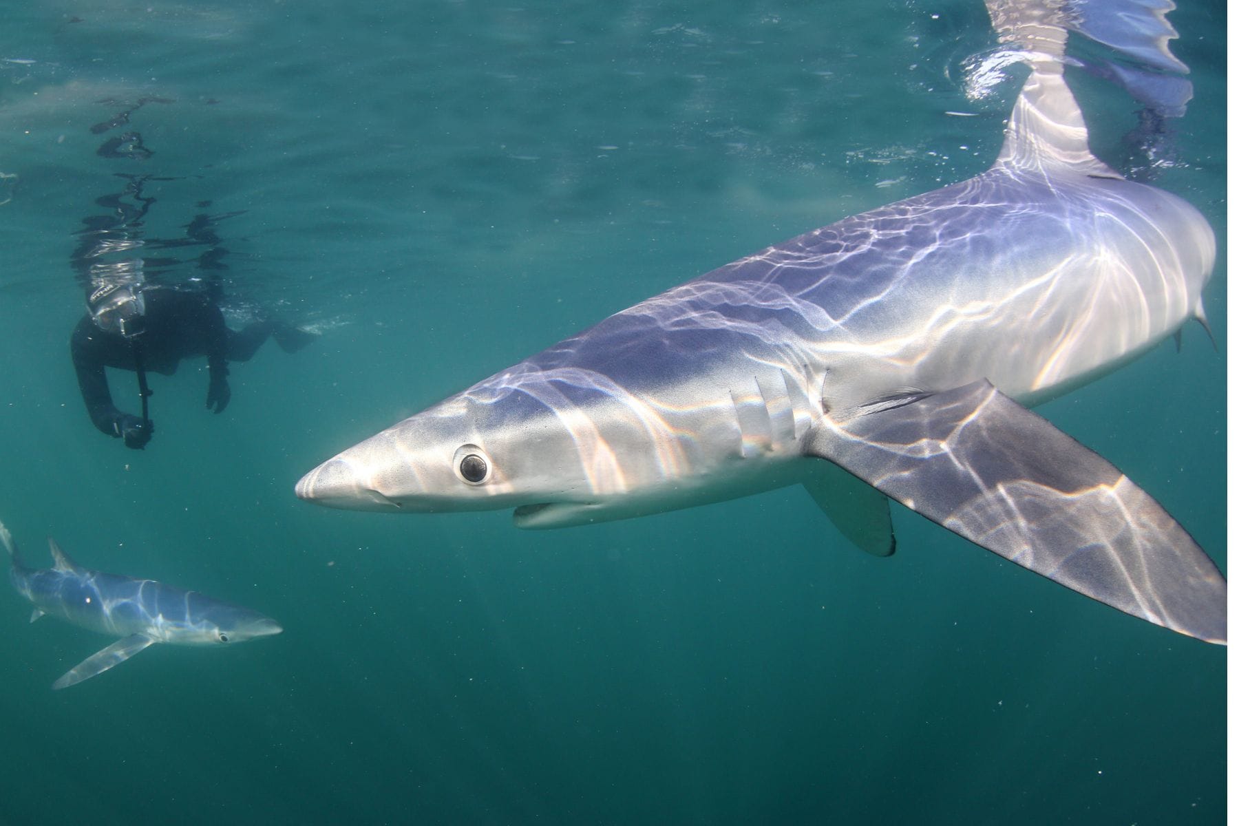 Two blue sharks circle a snorkeler in the water off Cornwall