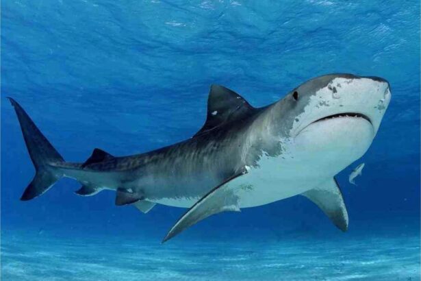 Tiger shark swimming near the surface