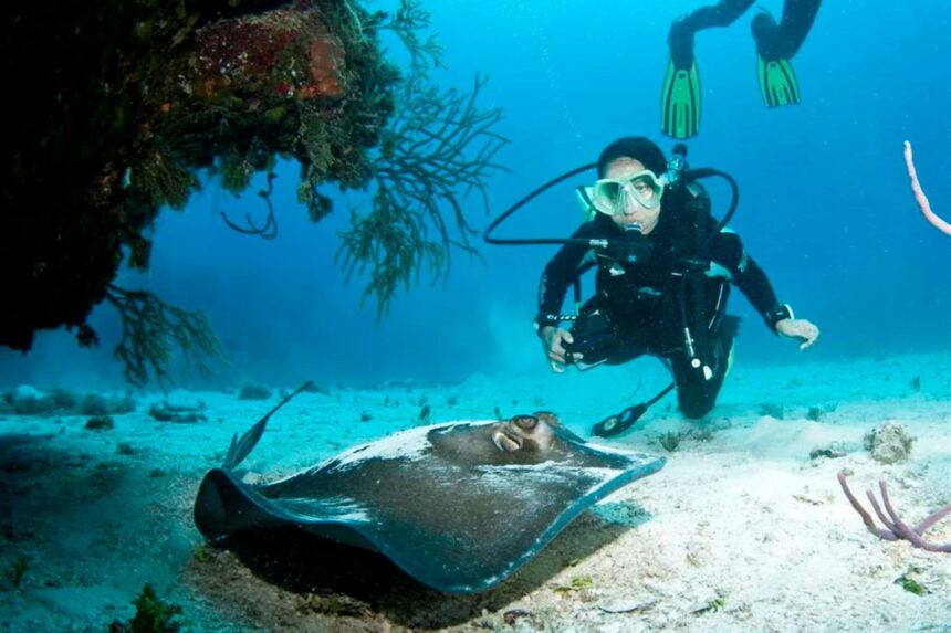 Scuba diver observing a stingray resting on the sandy seabed