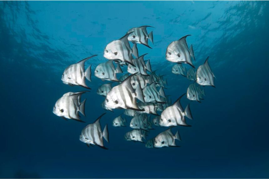 School of Atlantic spadefish swimming together over a reef