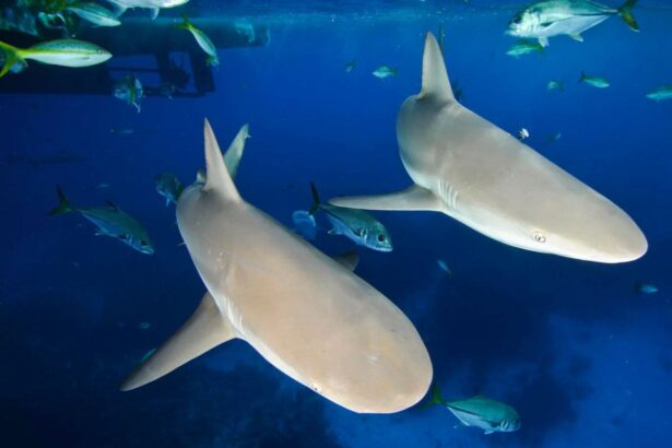 Two reef sharks swimming beneath the boat surrounded by schooling fish
