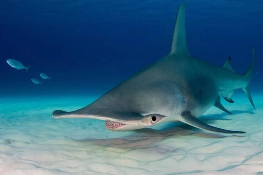 Hammerhead shark cruising low over a sandy bottom