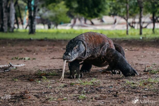 a Komodo dragon walking across open ground with its tongue extended
