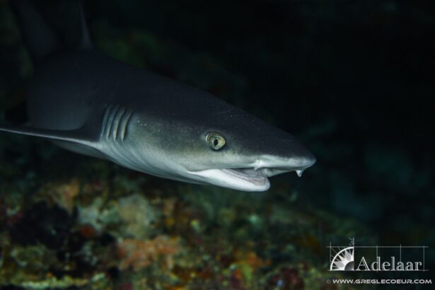 whitetip reef shark swimming close to a coral reef at night