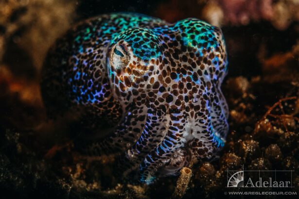 small cephalopod with vivid blue and brown patterning camouflaged among the reef