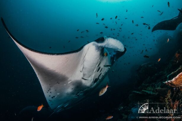 manta ray gliding over a reef surrounded by small fish