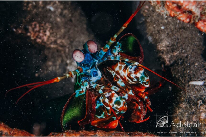 Peacock mantis shrimp facing the camera with its stalked eyes and raised clubs