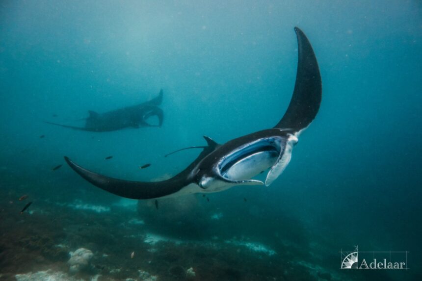 manta ray swimming past with a second manta in the background
