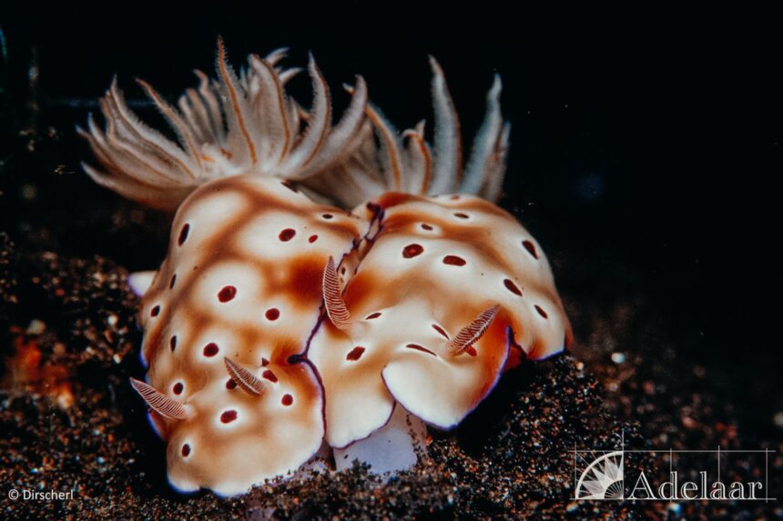 spotted nudibranch with feathery gills crawling across the reef
