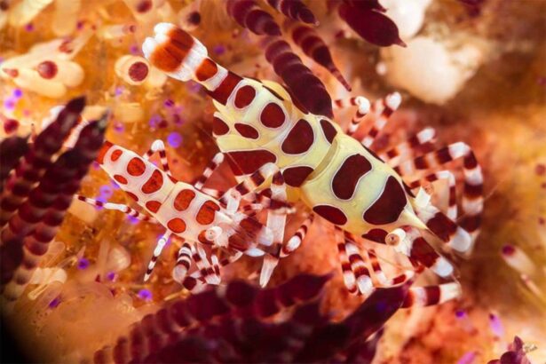 boxer shrimp with red and white markings clinging to a sea urchin