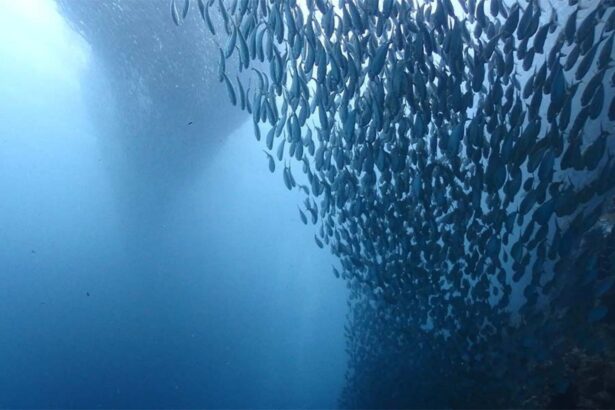 dense school of fish forming a swirling bait ball underwater