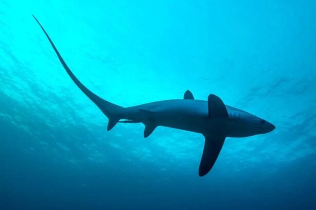 Thresher shark cruising through open blue water with its long tail fin trailing