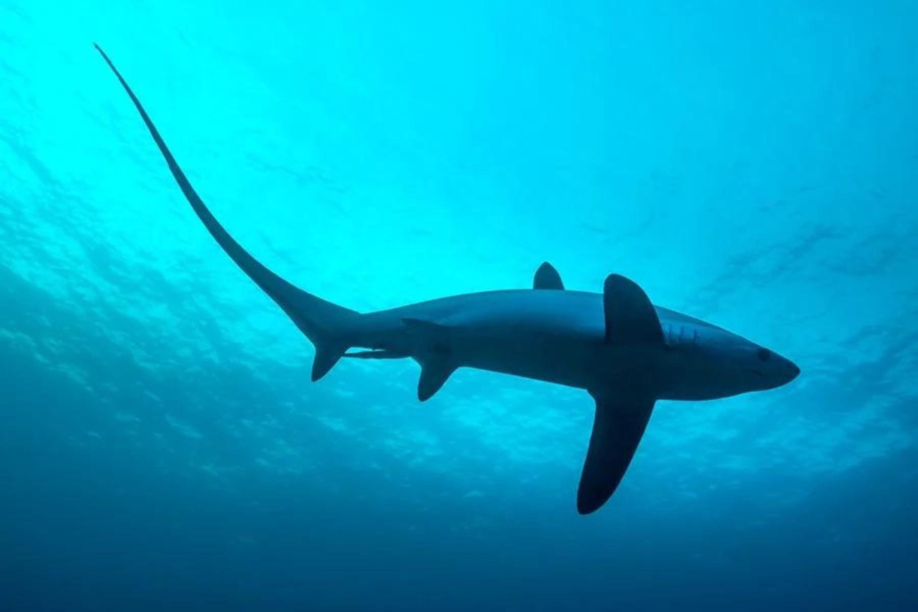 Thresher shark cruising through open blue water with its long tail fin trailing