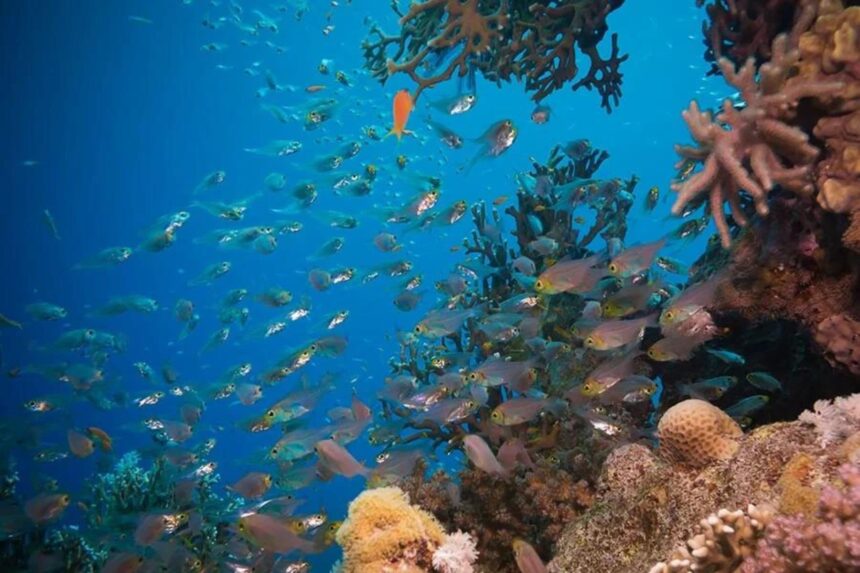 school of orange and silver fish swimming through a coral reef