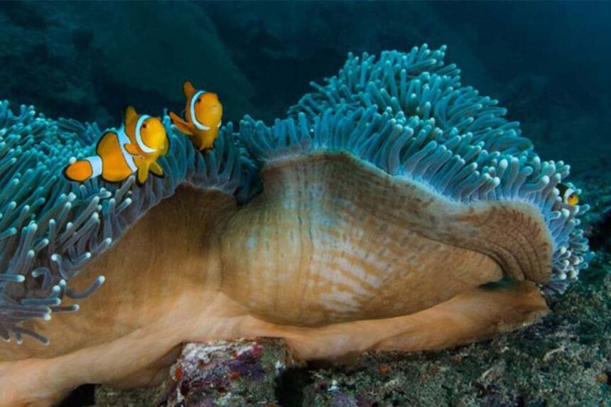 pair of clownfish sheltering in a large sea anemone