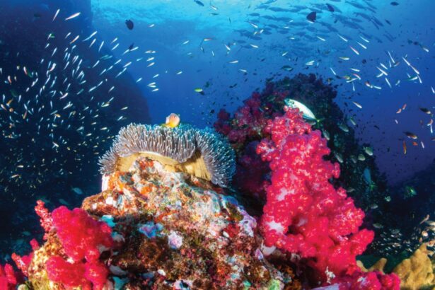 Vivid pink soft coral and anemone with schooling fish on a Raja Ampat reef