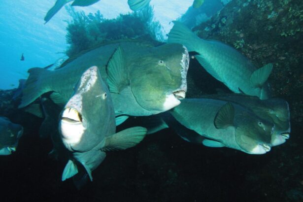 Bumphead parrotfish gathered together over a reef in Raja Ampat