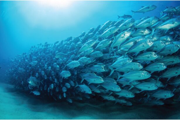 Dense school of trevally swirling together underwater near Damai I's dive sites
