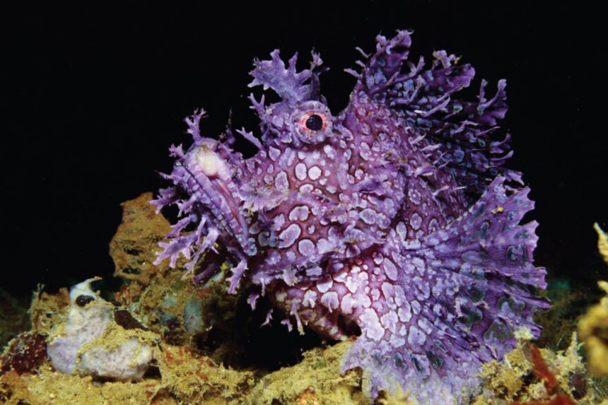 Purple spiny scorpionfish camouflaged among coral rubble on a Raja Ampat dive