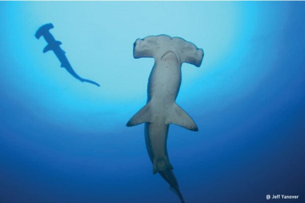 Hammerhead shark swimming through open blue water with another in the distance