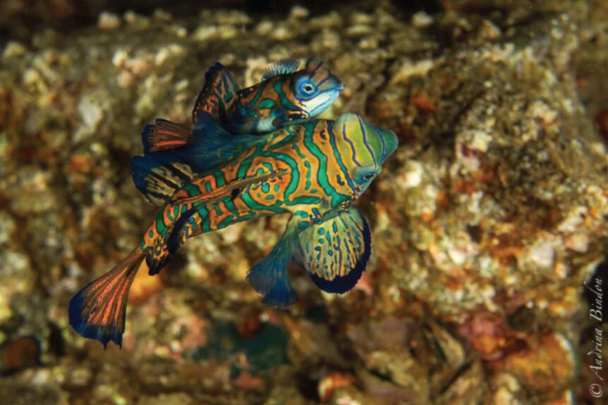 Pair of mandarinfish displaying bright patterns while pairing on a reef