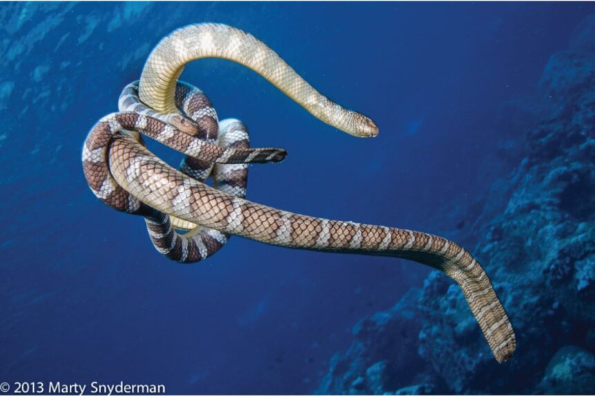 A pair of banded sea snakes entwined together underwater