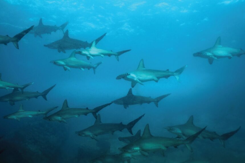 A school of scalloped hammerhead sharks cruising in blue water near Damai I dive sites