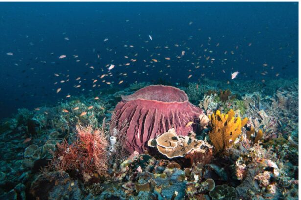 Reef scene with a large barrel sponge and soft corals in Indonesia