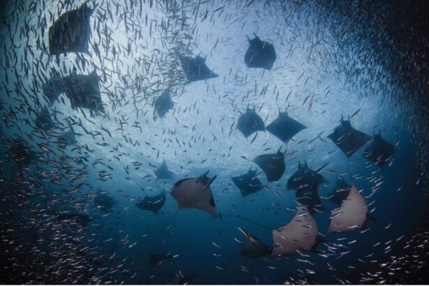 A large school of manta rays feeding among baitfish, seen from below