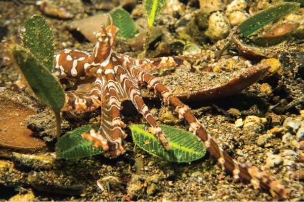 A wunderpus octopus camouflaged on a sandy seabed among fallen leaves