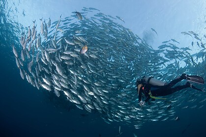 Scuba diver swimming beside a dense swirling school of jacks in clear blue Indonesian water