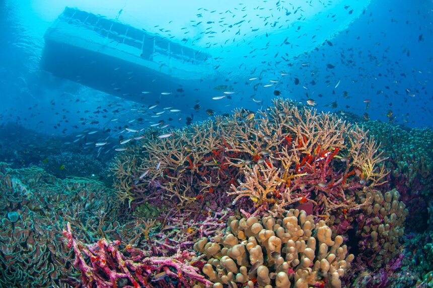 underside of a wooden dive boat passing over a shallow coral reef