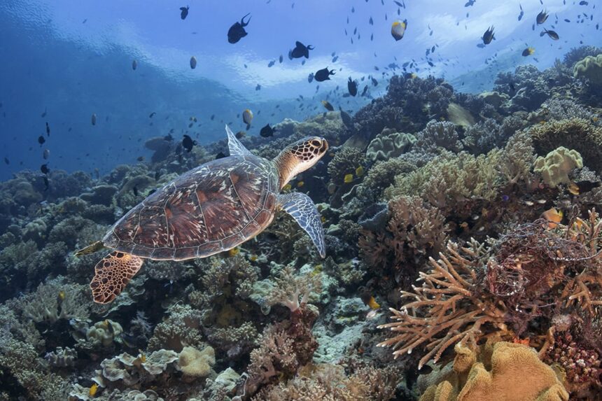 green turtle swimming over a coral reef crowded with fish