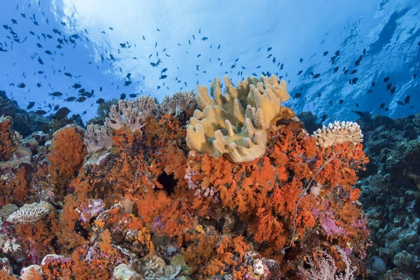 soft coral and reef fish over a shallow coral slope
