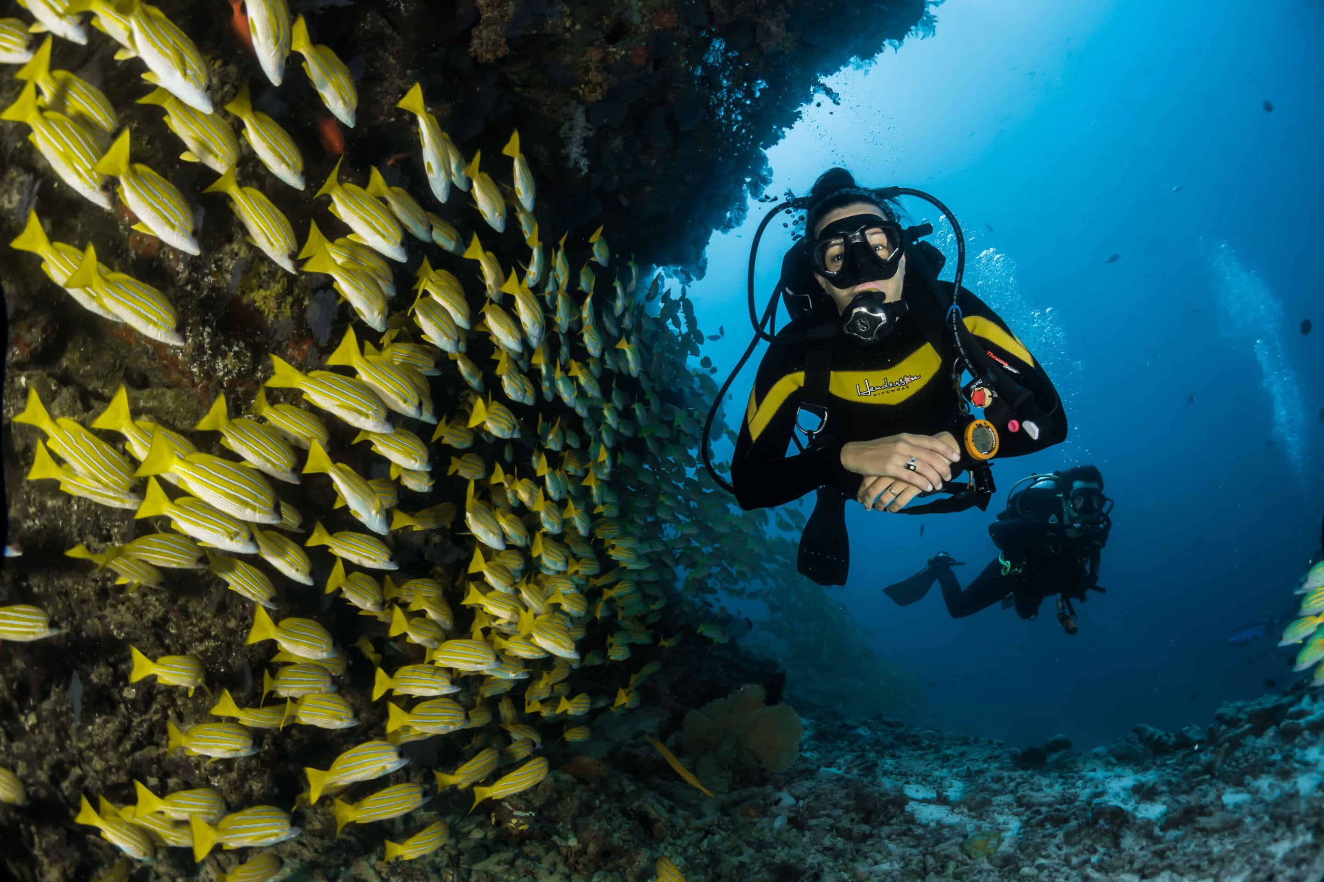 A scuba diver drifts beside a dense school of yellow snapper along a coral reef wall