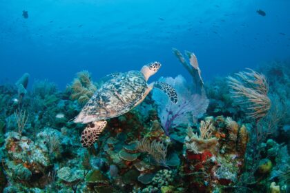 Hawksbill turtle gliding over a coral reef with sea fans and sponges in Turks and Caicos