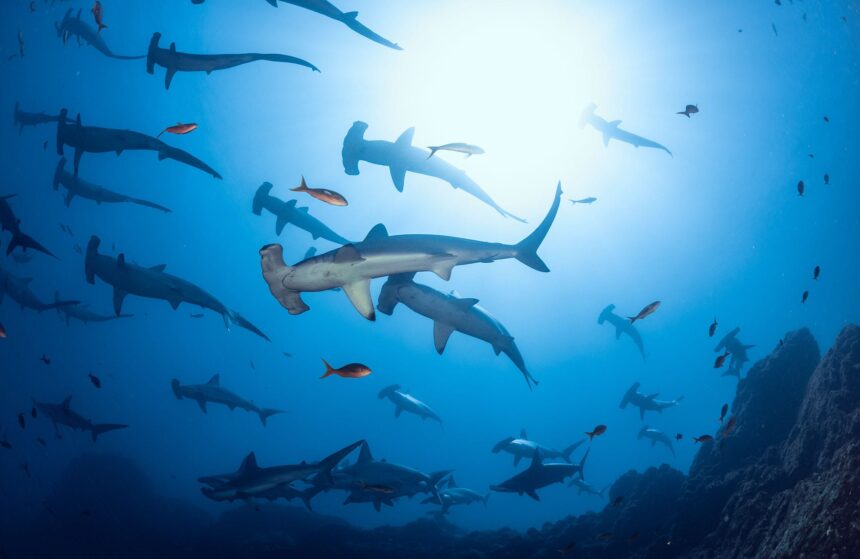 Large school of hammerhead sharks swimming together in blue open water