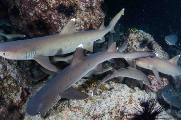 Group of whitetip reef sharks resting on a rocky reef ledge