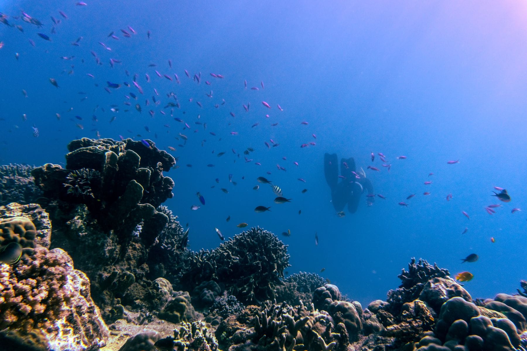 Diver swims through a coral garden thick with small reef fish in hazy blue water