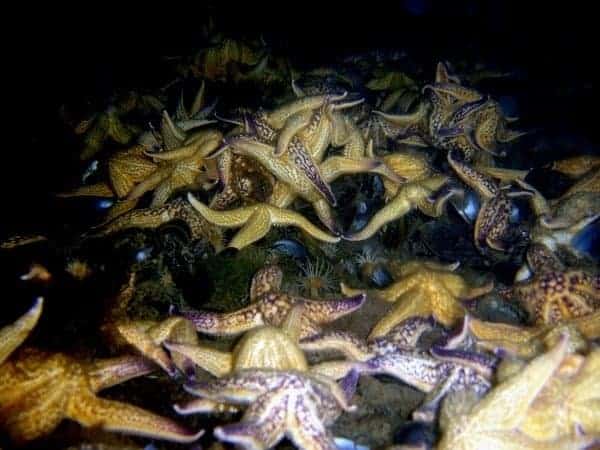 Dense colony of invasive Northern Pacific sea stars carpeting the seabed