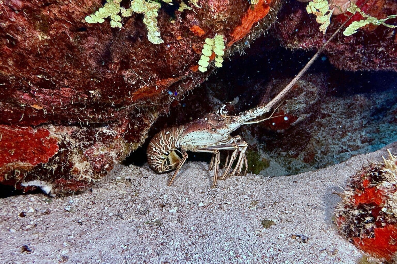 Belize Mesoamerican Barrier Reef