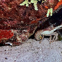 Belize Mesoamerican Barrier Reef